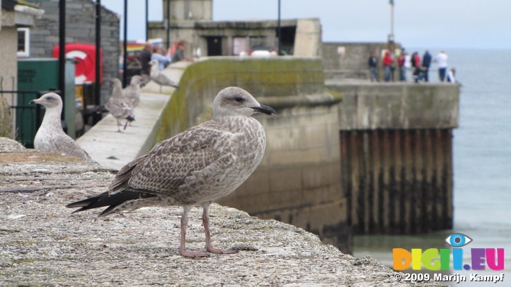 SX08686 Young Herring gull (Larus argentatus) on harbour wall